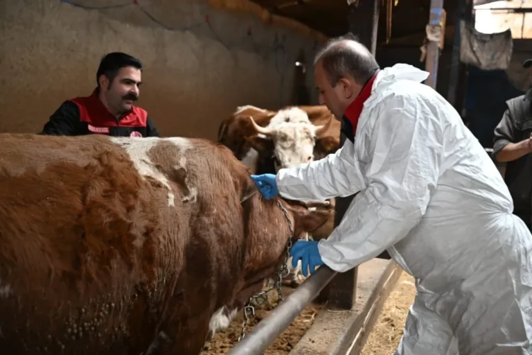 Hayvan yetiştiricilerine uyarı! Hayvanlarını aşılatmayanlara ağır para cezası