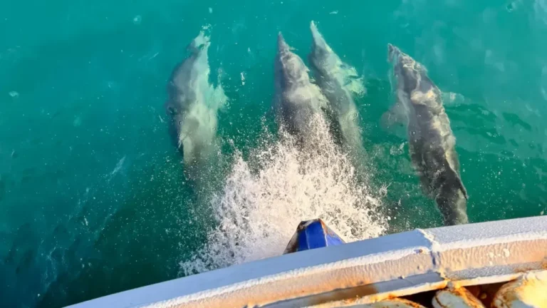 Giresun’da av yasağı bugün başladı