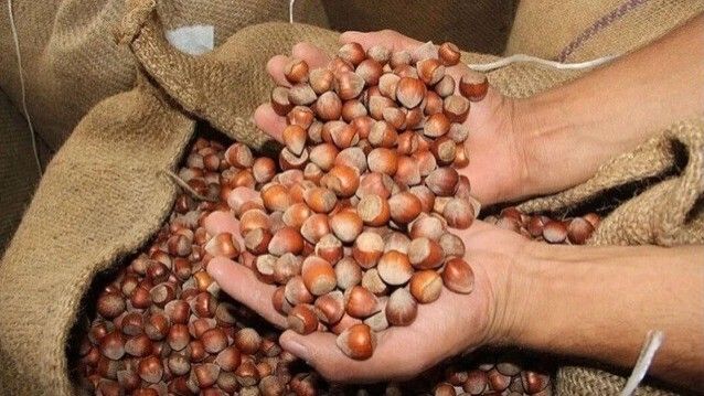 Sezonun İlk 5 Ayında Ticaret Borsalarında Kaç Ton Fındık İşlem Gördü