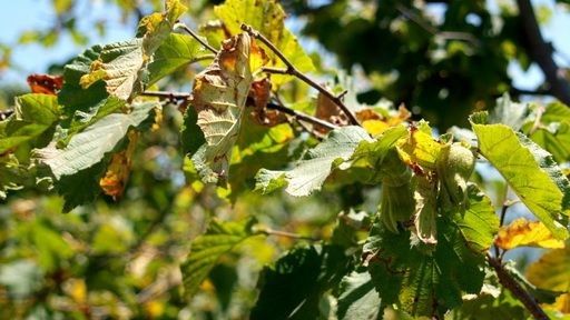 Hava Sıcaklıkları Fındığı Aldattı! Zirai Don Kapıda Mı?