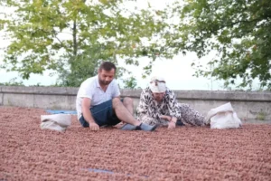 Fındık üreticisinin sesine kulak verilmeli!