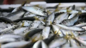 Giresun’da hamsi ve istavritin kilosu 50 liraya kadar düştü!