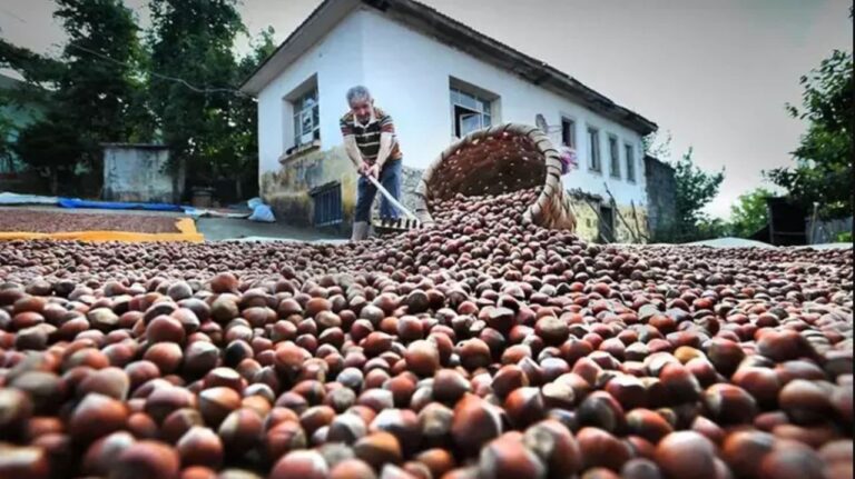 Fındık fiyatları çakıldı, CİMER’e şikayet yağdı