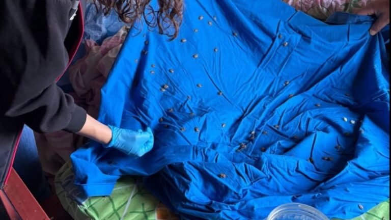 Giresun’da samuray arısı üretimi yoğunlaştı