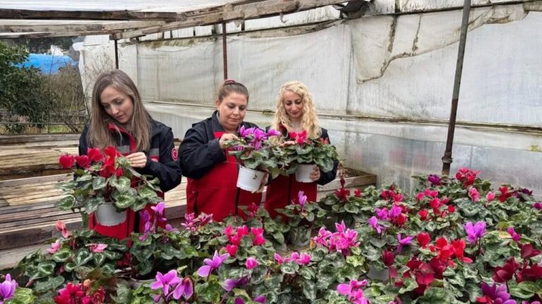 Bulancak’ta Süs Bitkileri Serasında Denetim