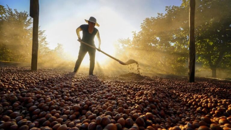 Fındık fiyatı düşük diye bağırmak yeterli değil!