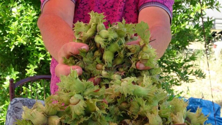 Giresunlu Çiftçiler Dikkat: Destek Ödemeleri Yarın Başlıyor!