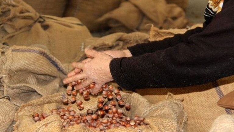 Fındıkta Kriz Büyüyor! Akça’dan TMO’ya Acil Müdahale Çağrısı