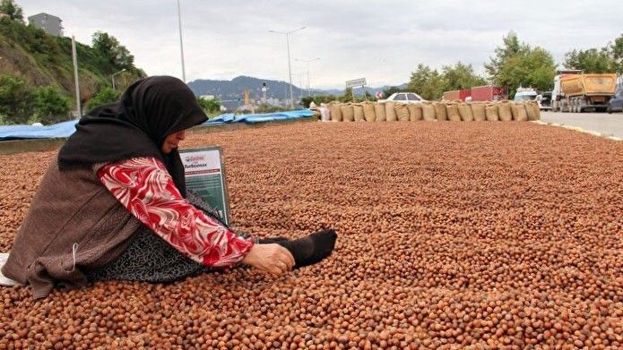“Fındıkta Rekolte Tartışması Algı Operasyonudur!”
