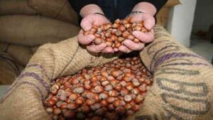 Fındıkta erken rekolte polemiği büyüyor!