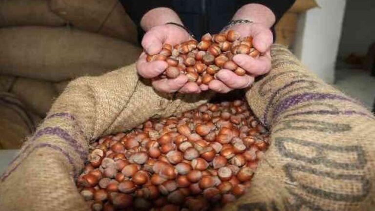 Fındıkta erken rekolte polemiği büyüyor!