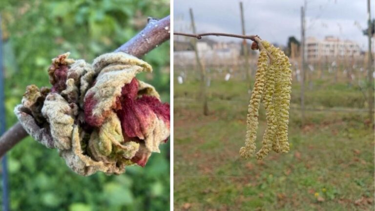 Fındıkta Kozalak Akarı Verim Kaybına Yol Açıyor