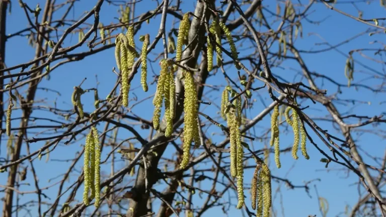 Fındık Bahçelerinde Kritik Dönem: İşte Fındıkta Verimi Artırmanın Yolu