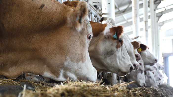 Giresun’da Büyükbaş Hayvanlar Gözetim Altında