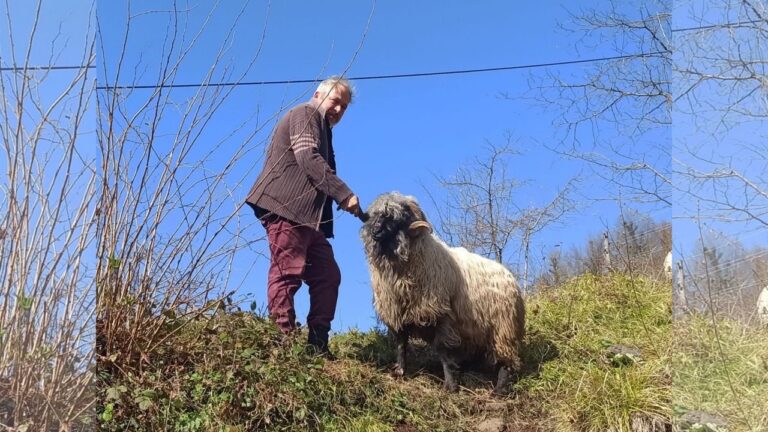 Giresun’un Kadim Değeri “Çepni Koyunu” Koruma Altına Alındı