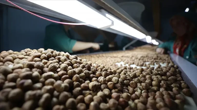 Ticaret Borsaları Rakamları Açıklandı: 6 Ayda Kaç Ton Fındık İşlem Gördü