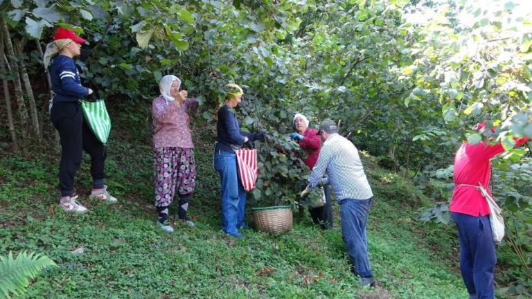 Giresun Ziraat Odası’ndan “Fındık” İsyanı!