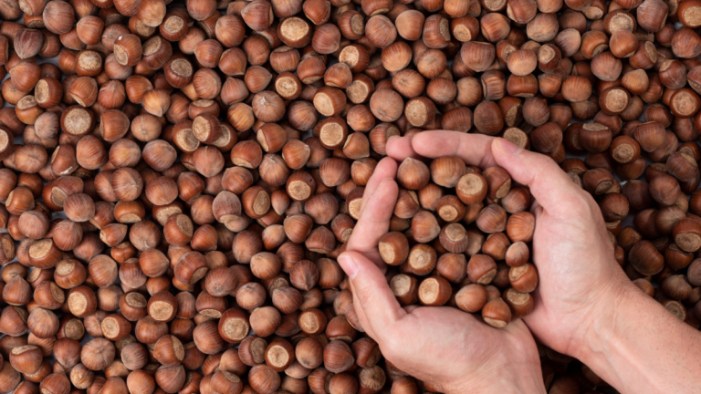 Barikat Yıkıldı! FİSKOBİRLİK’te Fındık Fiyatları Geri Geldi!