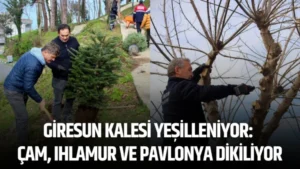 Giresun Kalesi yeşilleniyor: Çam, ıhlamur ve pavlonya dikiliyor