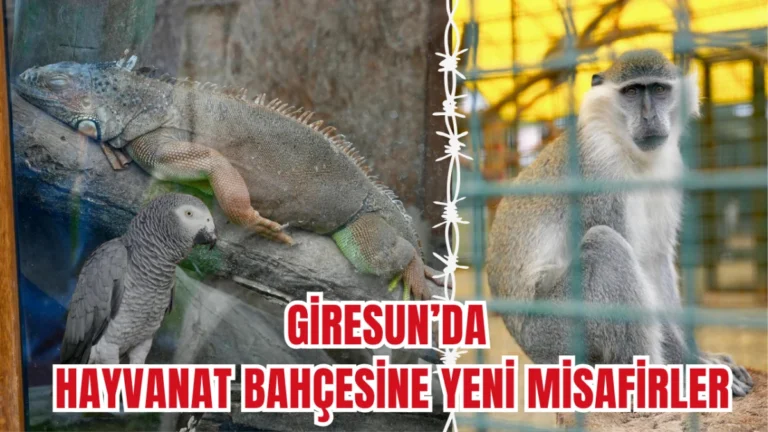 Giresun’da Hayvanat Bahçesine Yeni Misafirler