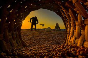 Fındıkta asıl sorun verim düşüşü