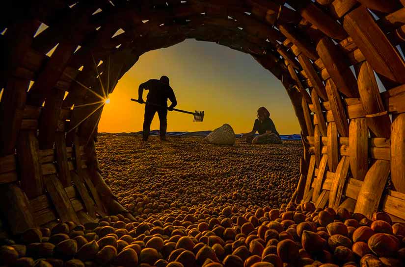 Fındıkta asıl sorun verim düşüşü