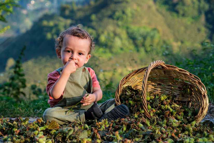 Fındıkta İlk Rekolte Tahmini İhracatçı Birliklerinden Geldi