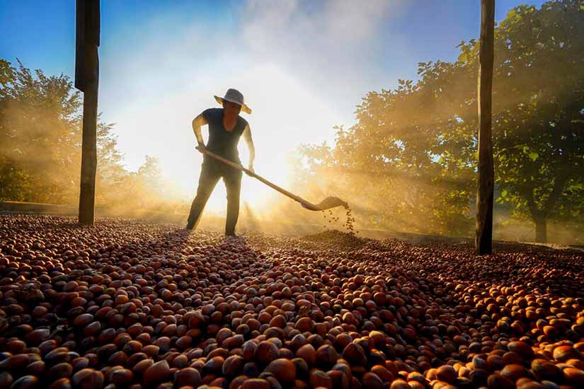 İlk İki Ayda Türkiye’nin Fındık Satışı Düştü