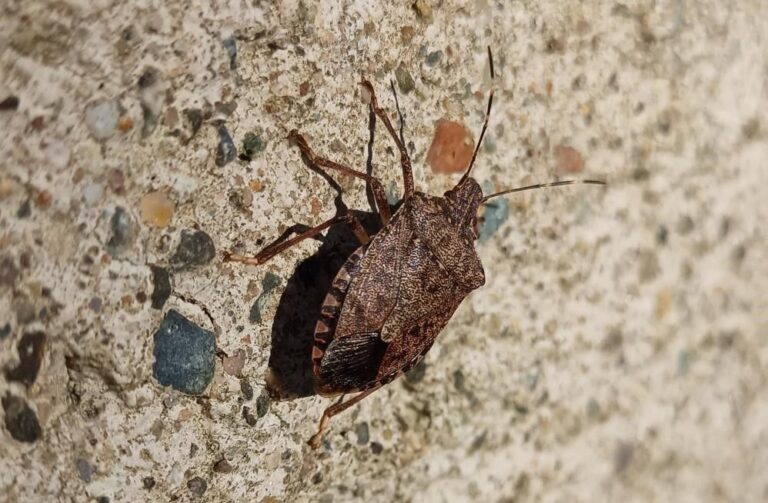 Fındık Üreticisine Müjde: Kokarcaya Karşı Yeni Yöntem