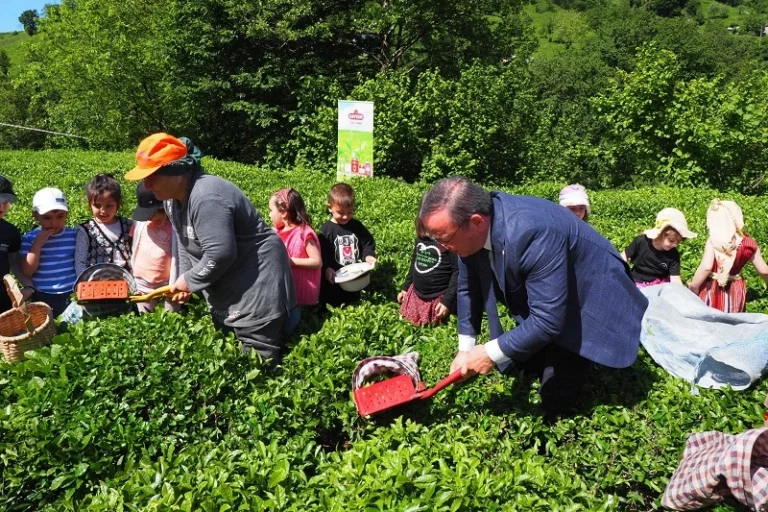 Çay İşletmeleri’ne personel atamalarında 40 yaş şartı aranmayacak