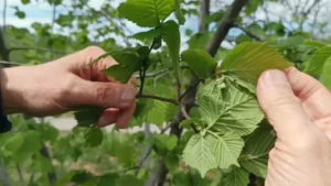 Fındıkta Verim Düşüklüğü Maliyeti Artırıyor; Çözüm Doğru Bahçe Bakımı