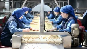 Fındık İhracatında Kadın Eli Değiyor: Giresun ve Ordulu Kadınlar Çalışıyor