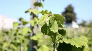 Karadeniz Fındık İçin Bahçede!