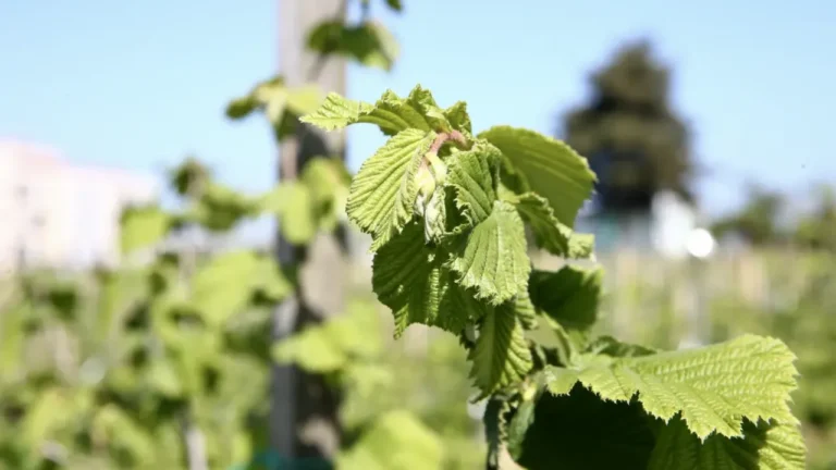 Karadeniz Fındık İçin Bahçede!