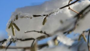 Meteoroloji’den Doğu Karadeniz’e Don Uyarısı