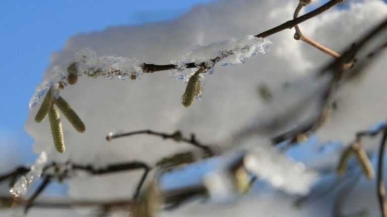 Meteoroloji’den Doğu Karadeniz’e Don Uyarısı