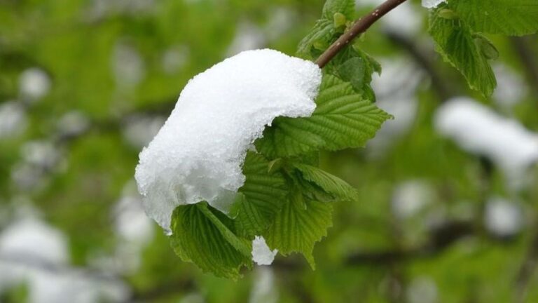 Doğu Karadeniz İçin Zirai Don Uyarısı Yapıldı