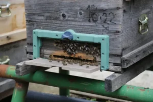 Doğu Karadeniz’de Soğuk Hava Arıcılığı Vurdu