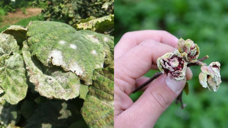 Giresunlu Üreticiler Dikkat! Kozalak Akarı ve Külleme İçin Tek İlaçla Çifte Koruma