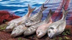 Karadeniz’in 18 İlinden 22 Ülkeye Satış Yapıldı: İlk 3 Ayda 85 Milyon Dolar Rakamlarına Ulaştı