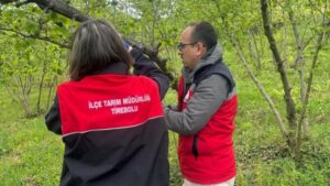 Tirebolu’da Kahverengi Kokarca ile Mücadele Çalışmaları Sürüyor