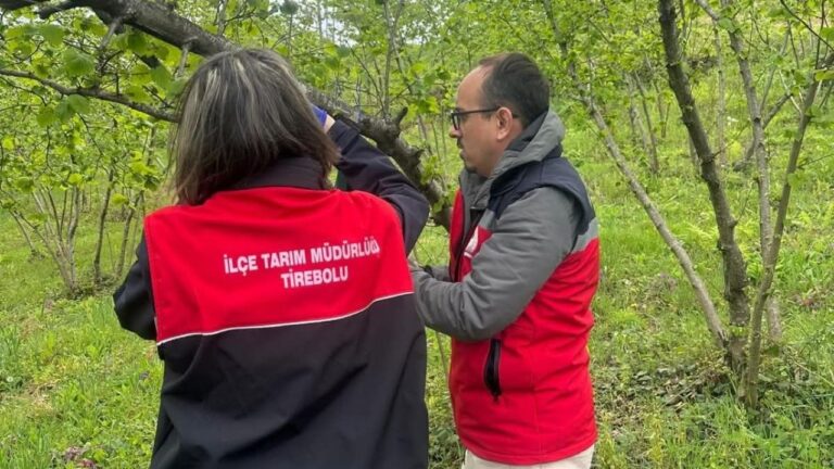 Tirebolu’da Kahverengi Kokarca ile Mücadele Çalışmaları Sürüyor