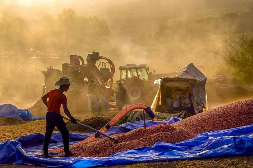 Giresun’da Fiyatlar Çakıldı Gözler Rekolteye Çevrildi