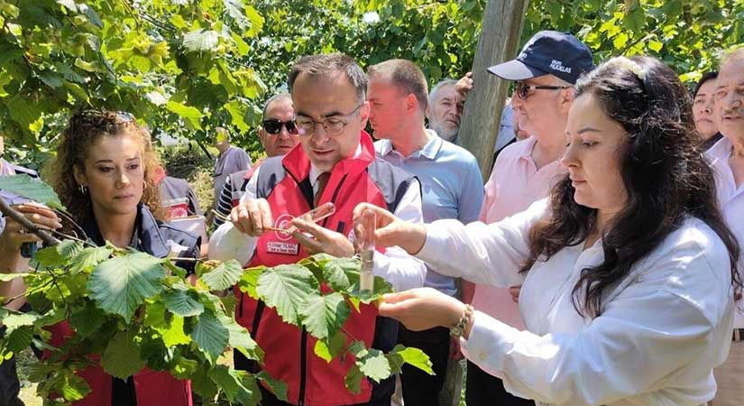 Kahverengi kokarca zararlısına karşı “Samuray Arısı” sahaya indi