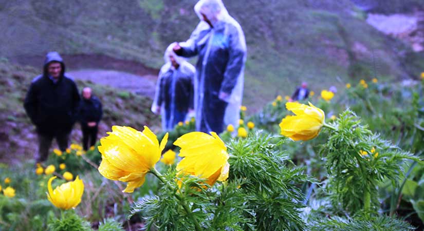 Sarı Dağ Gülü yıllar sonra yeniden açtı