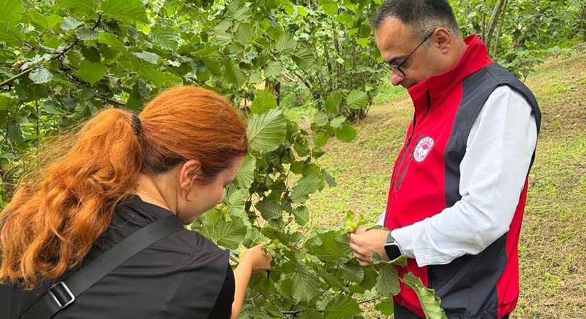 Giresun’da fındık rekoltesi sahada belirleniyor