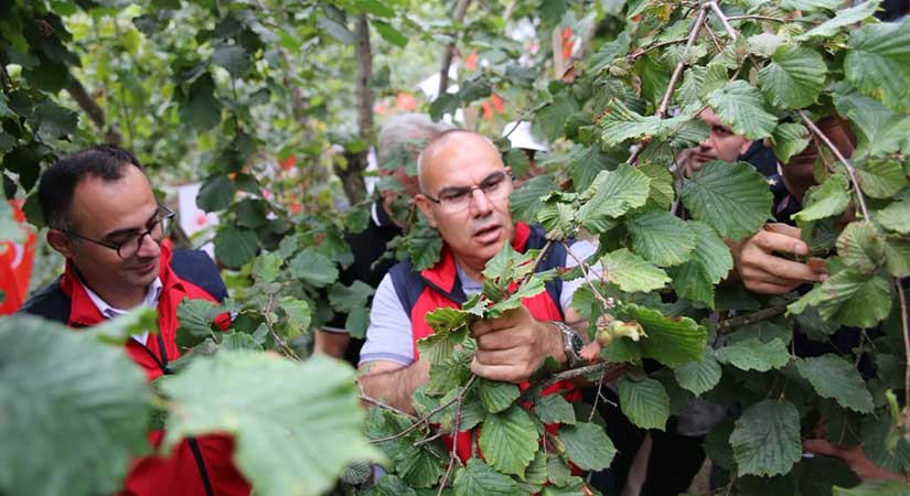 Giresun’da fındık sezonu başladı