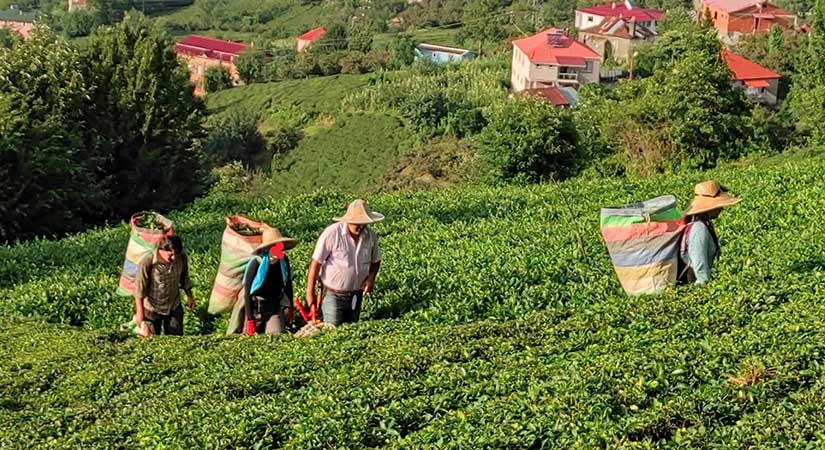 ÇAYKUR’un yenileme planı Eynesil’de geçim endişesini büyüttü
